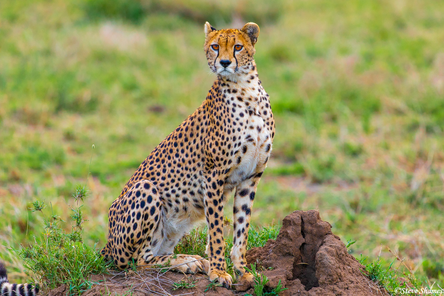 Our mother cheetah on lookout duty, propped up on her termite mound