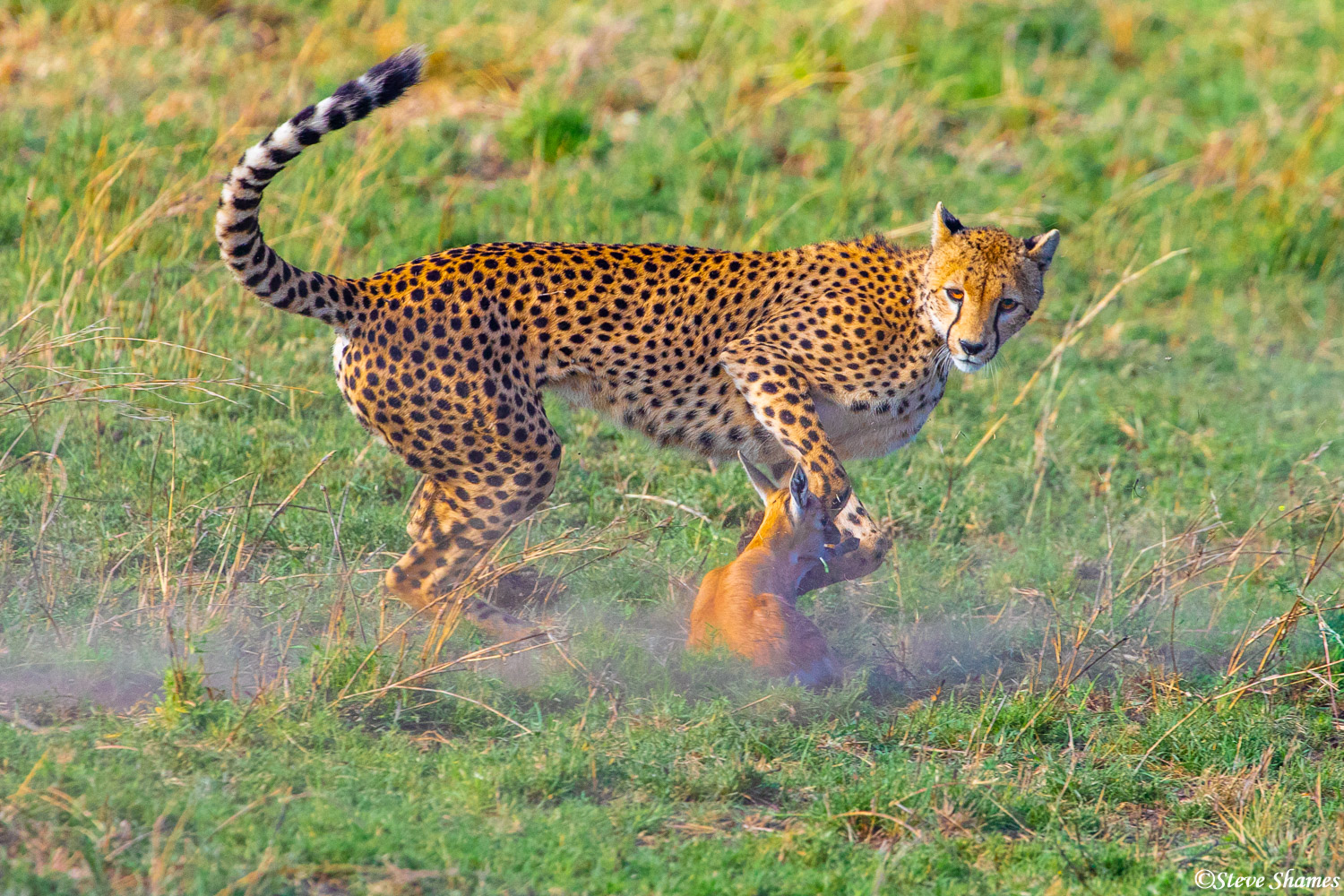 Mother cheetah playing around with her catch, like a housecat will play with a mouse before killing it.
