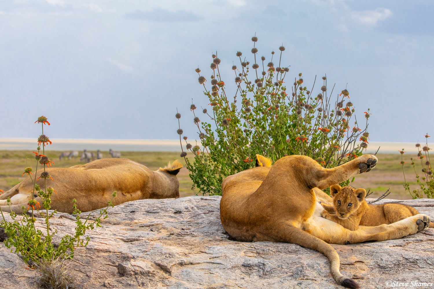 Mother lioness and cub, relaxing the day away on a big rock.
