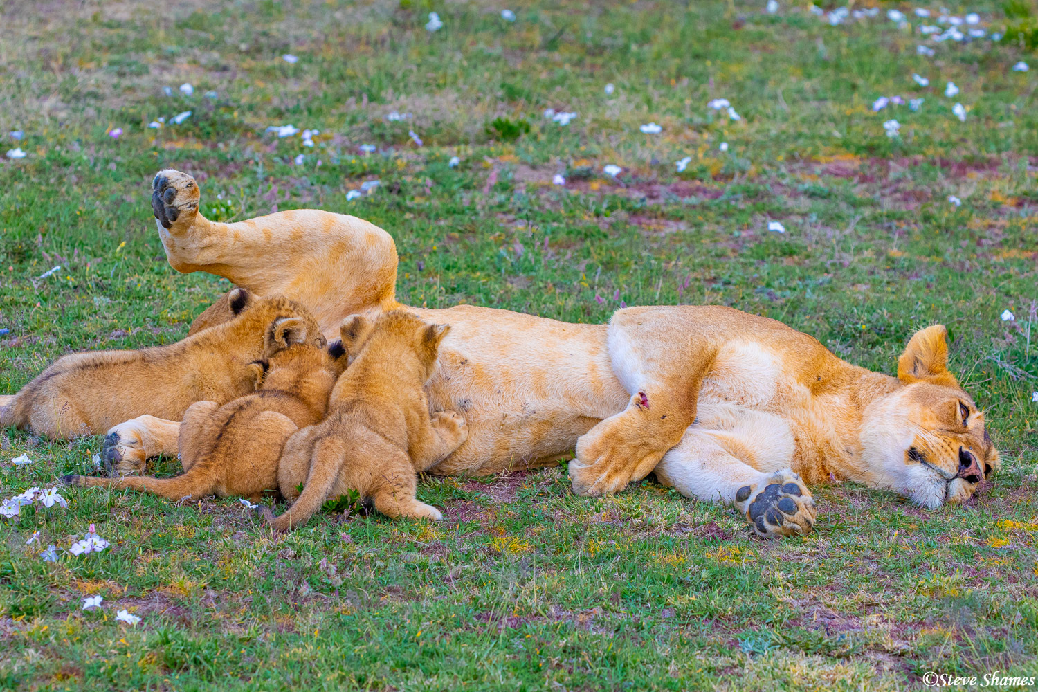 A common sight amongst a healthy pride, nursing lion cubs.