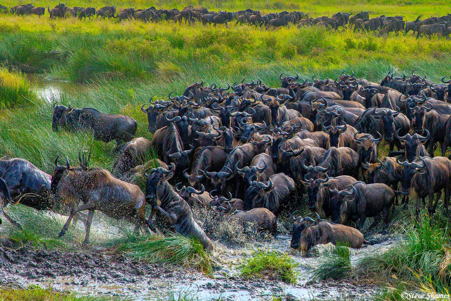 Wildebeest cross water in a panicky mood. Crossing water is dangerous for them.