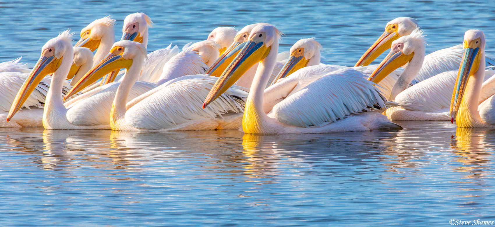 I like the colorful yellow and blue bills of these pelicans.