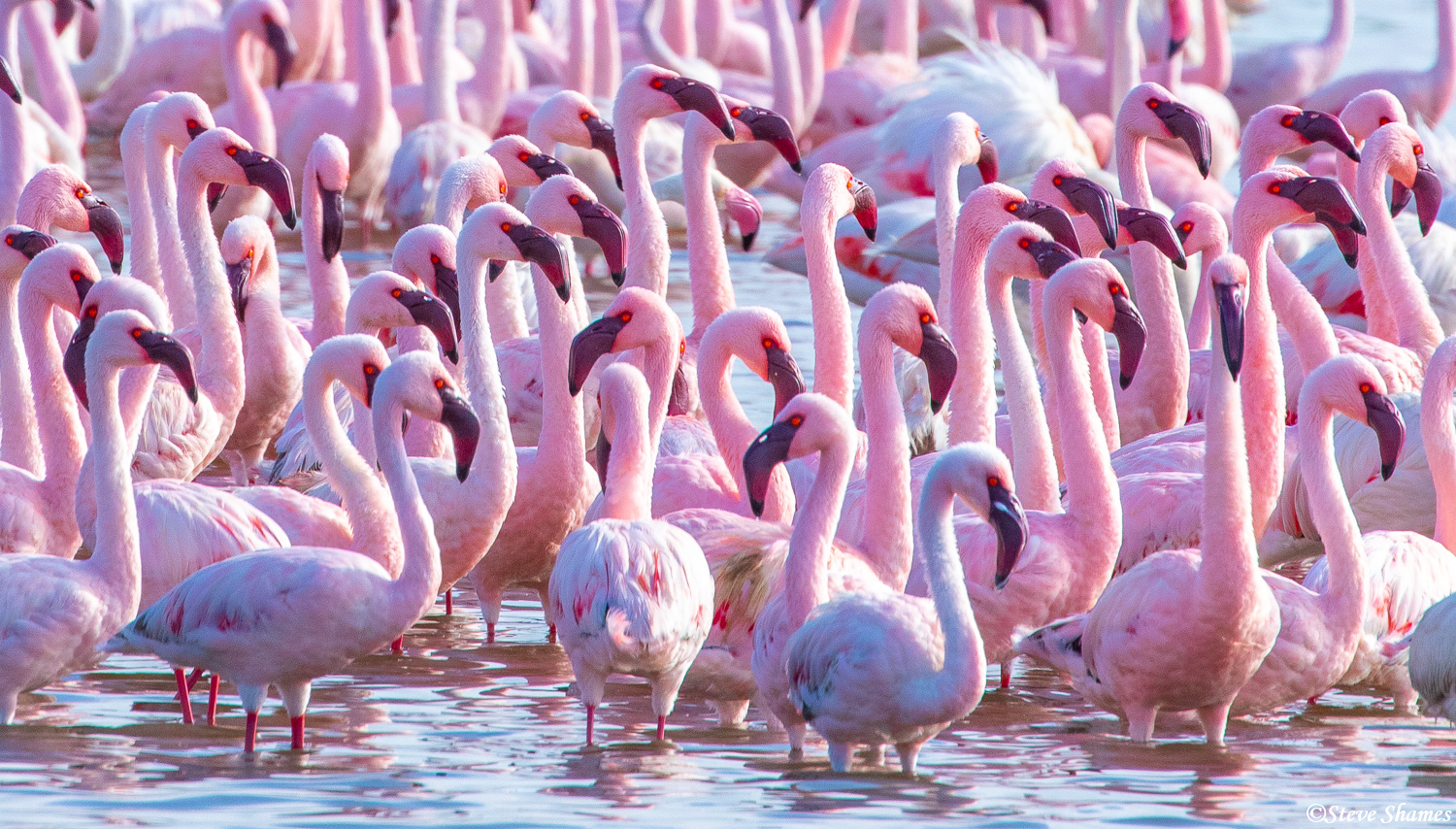 Some of the most colorful birds in Africa -- pink flamingos.