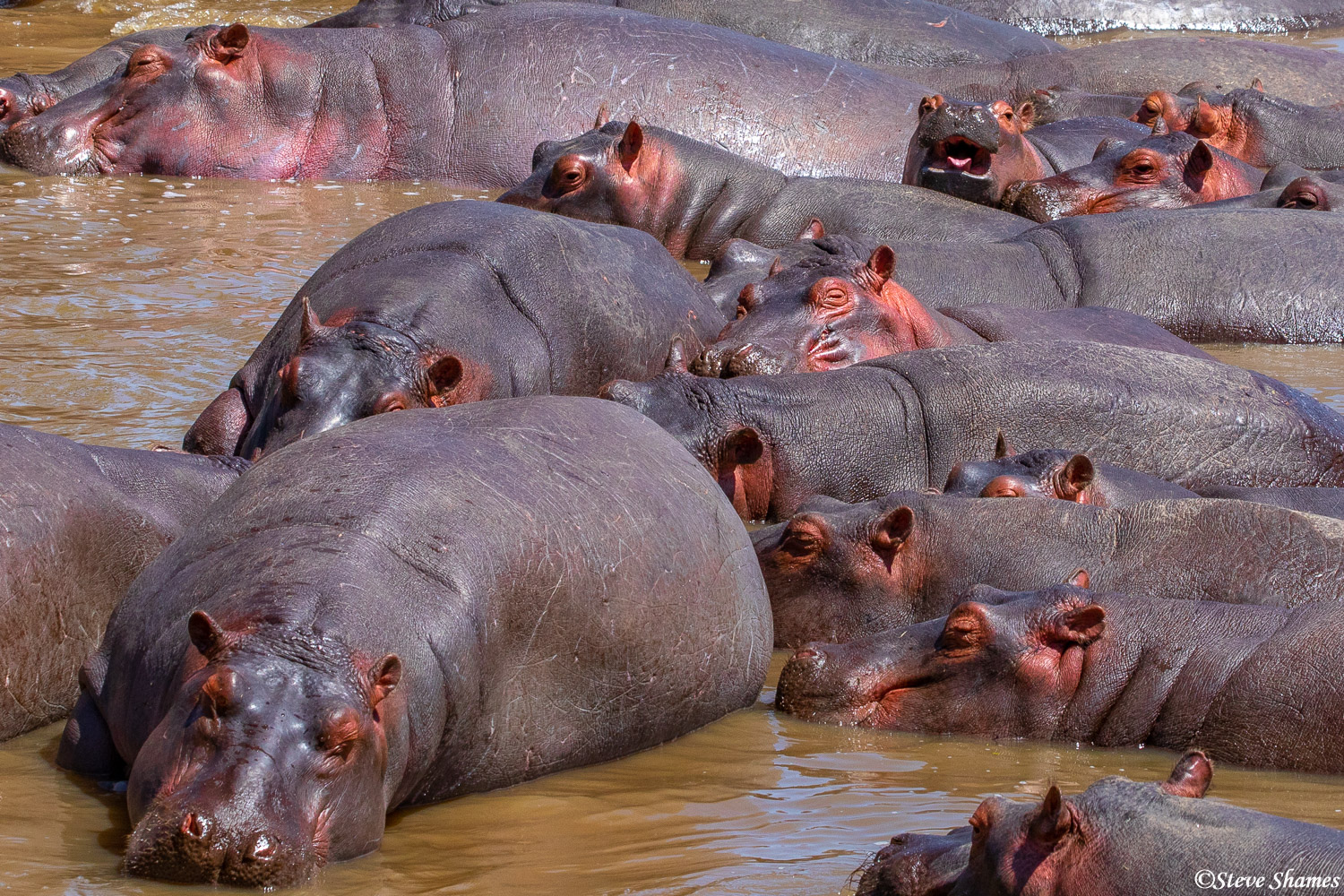 A group of hippos, also known as a pod of hippos.