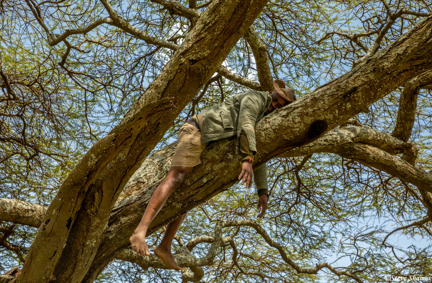 And here is our intrepid safari guide Ian Kiwelu, showing us how leopards like to sleep in trees. Of course he made sure there...