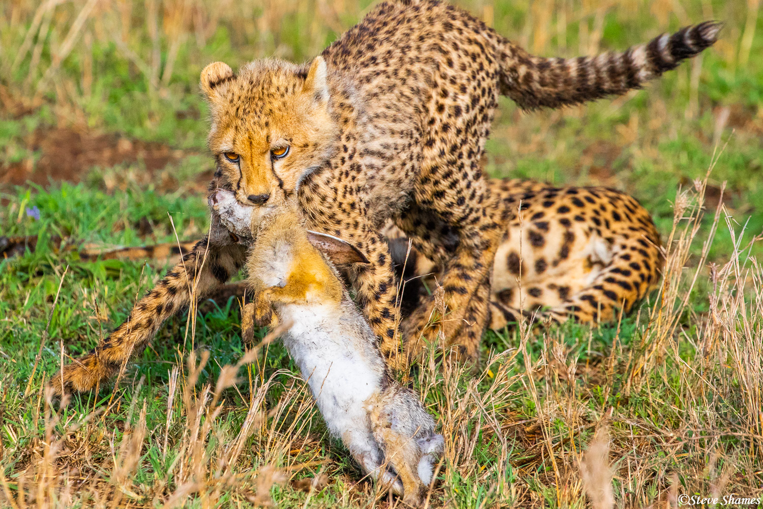The cheetah cub, as cats like to do, plays with the rabbit kill for a while.