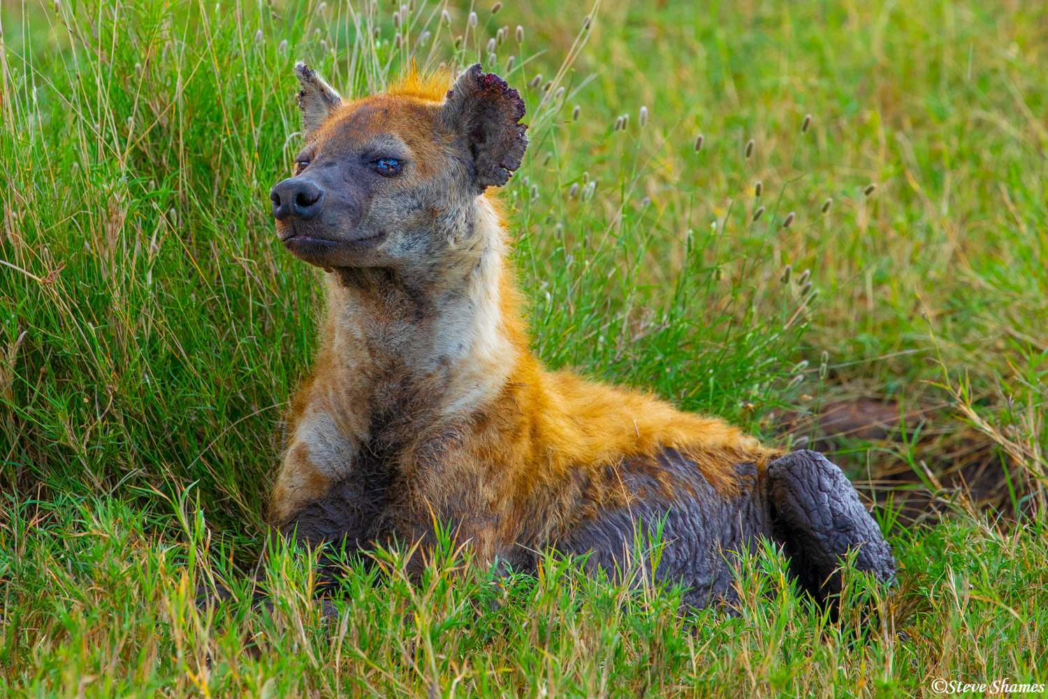This hyena in the grass had some especially raggedy ears. Hyenas like to bite each other on the ears.