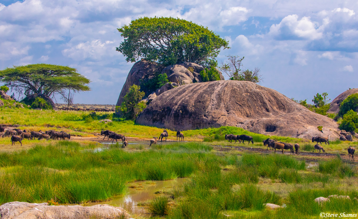 A rocky landscape scene in Africa, with the ever present wildebeest on the move.