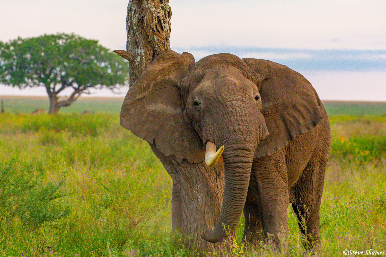 Here's a one tusker elephant, scratching his ear on a tree.