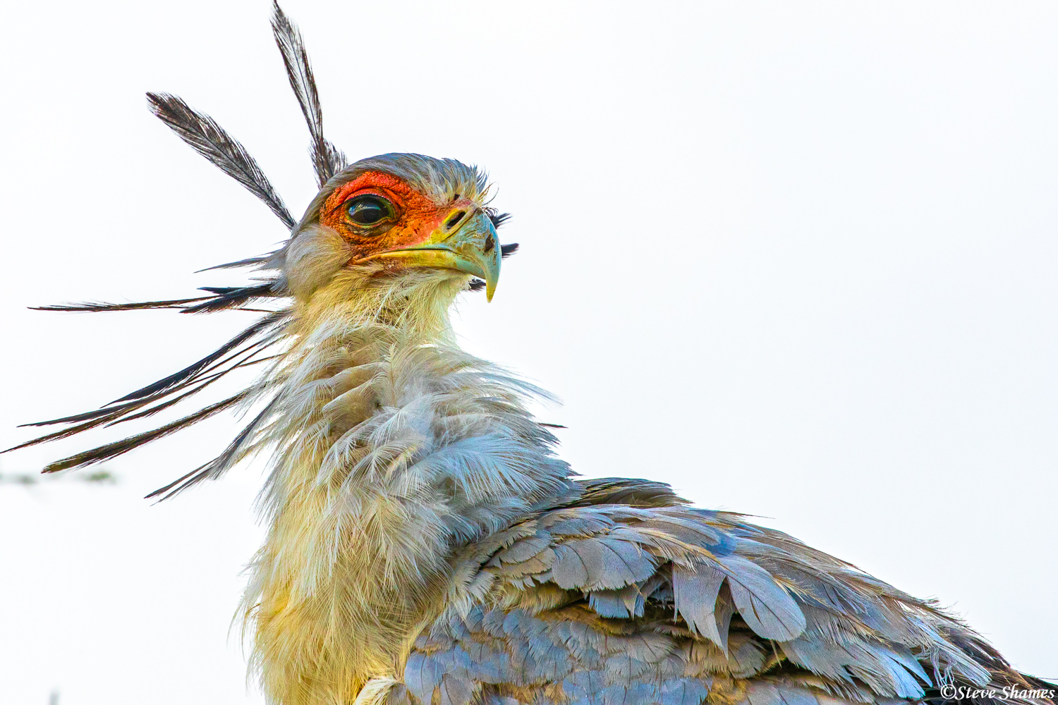 This Secretary bird has its head feathers sticking out. They have quite a red head.