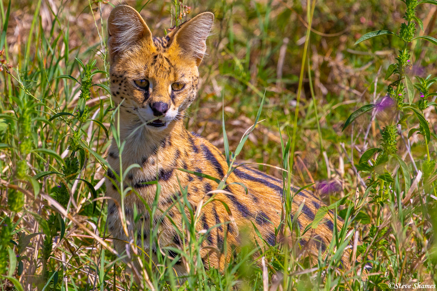 This is the only serval cat I have seen in 6 trips to Africa. They usually are not out during the day.