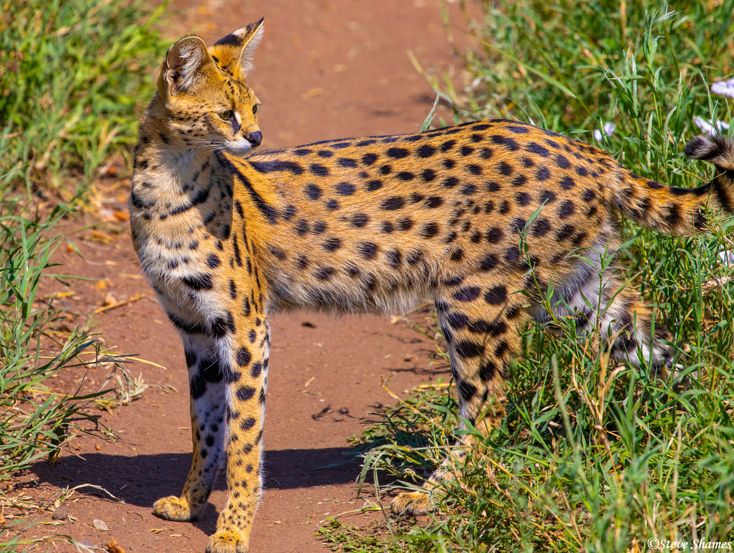 The serval cat is kind of like a very large long legged house cat. If you are a small animal out here, like a rodent or rabbit...