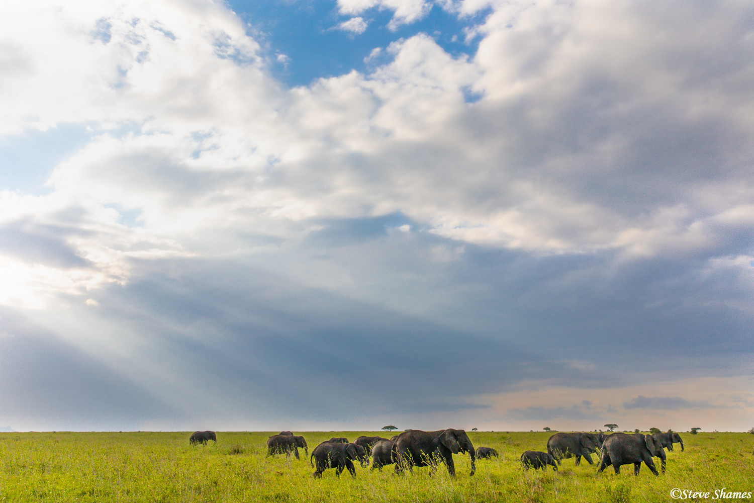 Dramatic African sky over elephants.