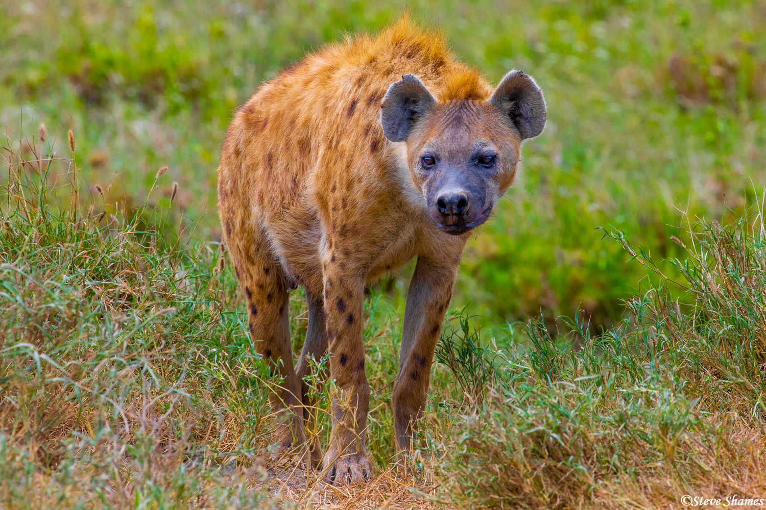 A nice portrait of a spotted hyena.