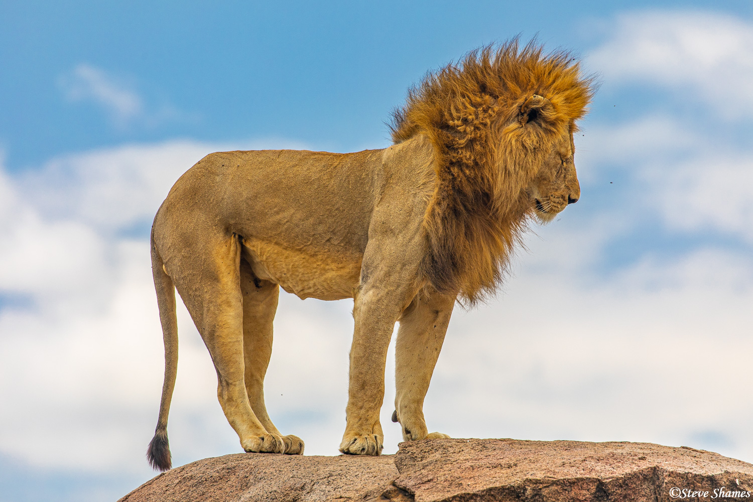 Lion stretching on the top of his rock.