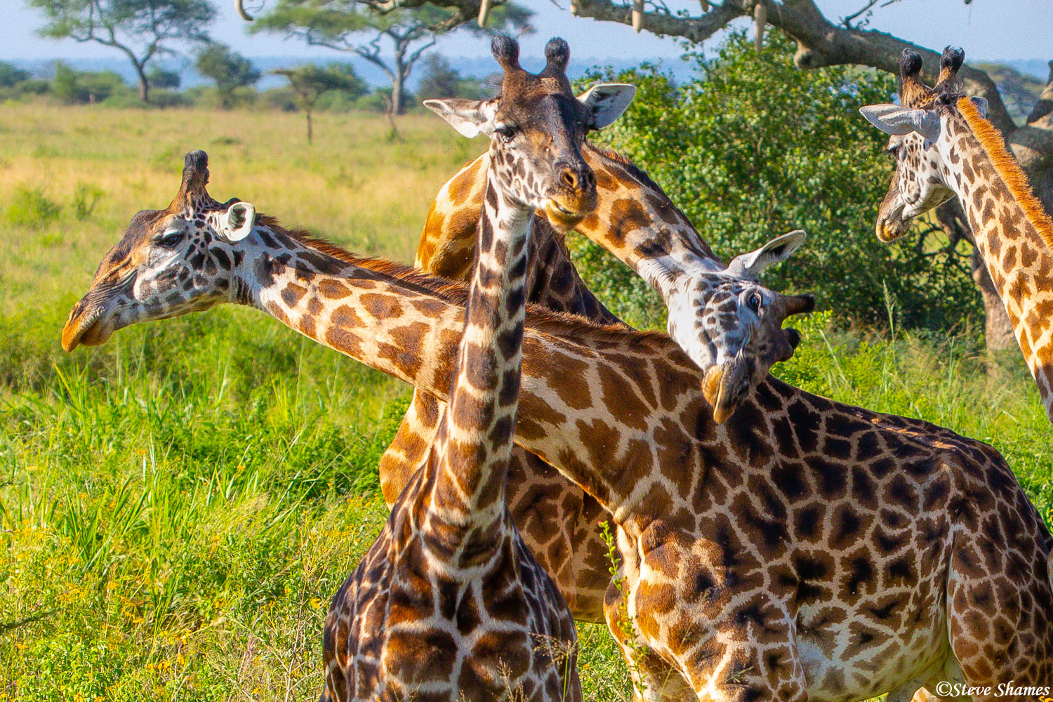Giraffes tangling up their necks.