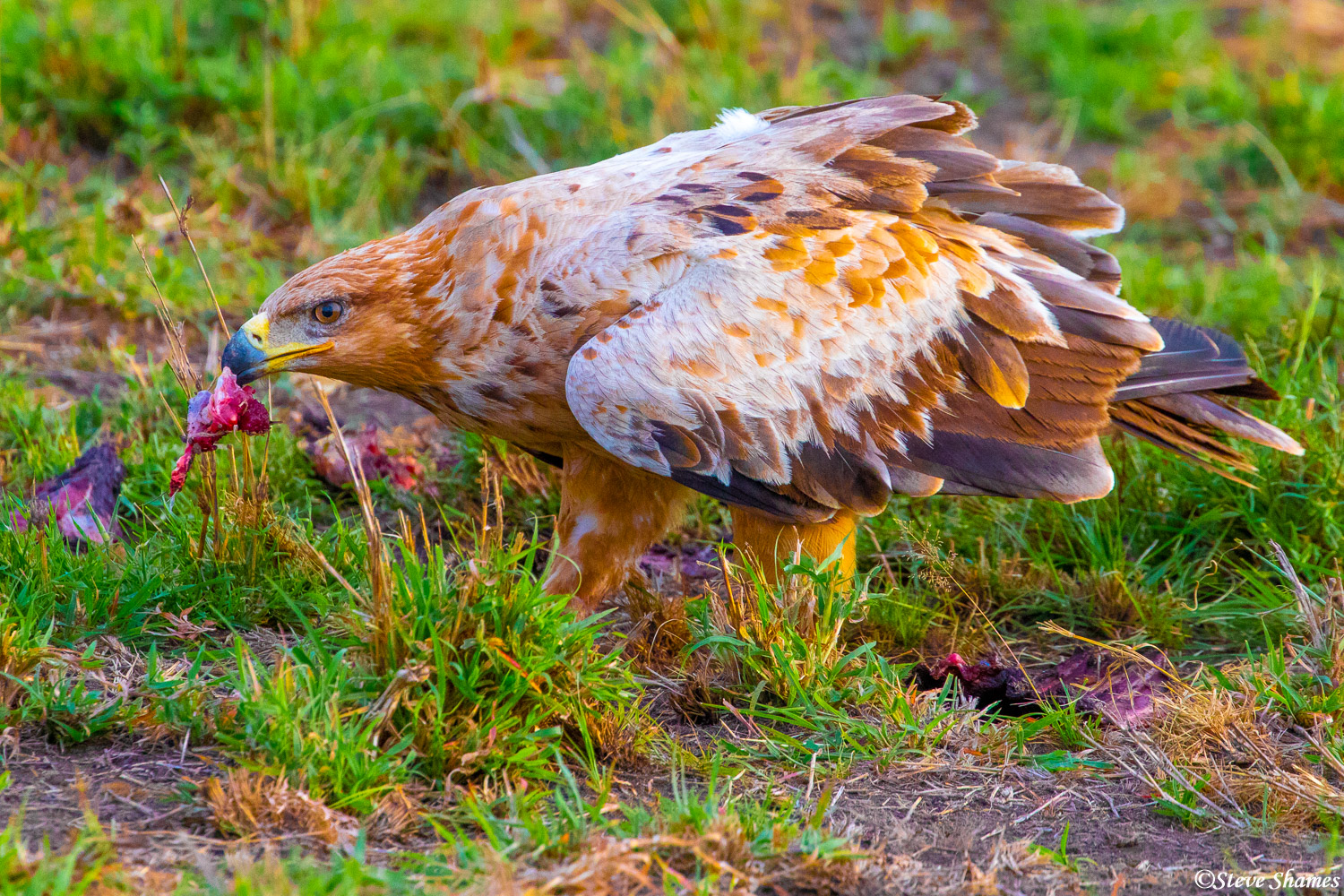 A tawny eagle eating some scraps from a cheetah kill. These are beautiful birds.