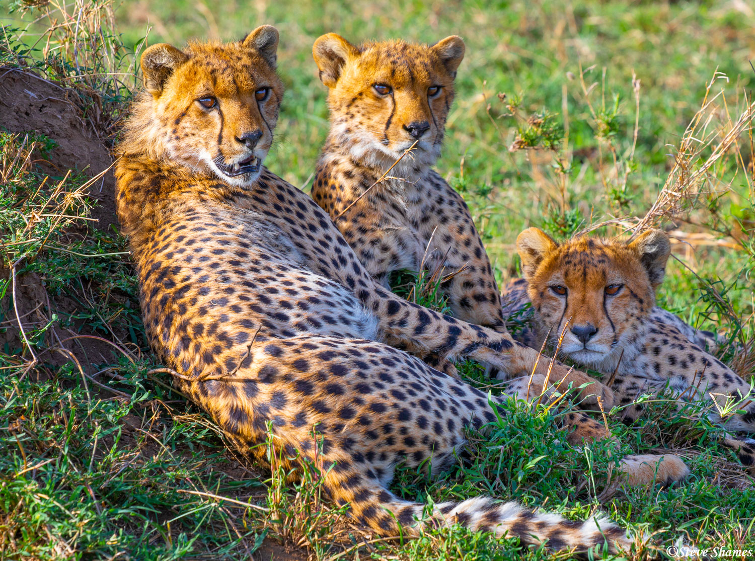 Three large cheetah cubs relaxing, but always on the lookout.