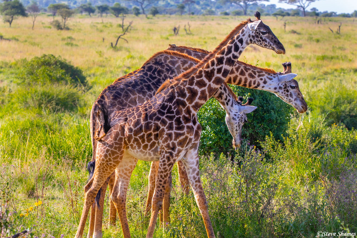 Three feeding giraffes. I like the way multiple giraffes mingle.