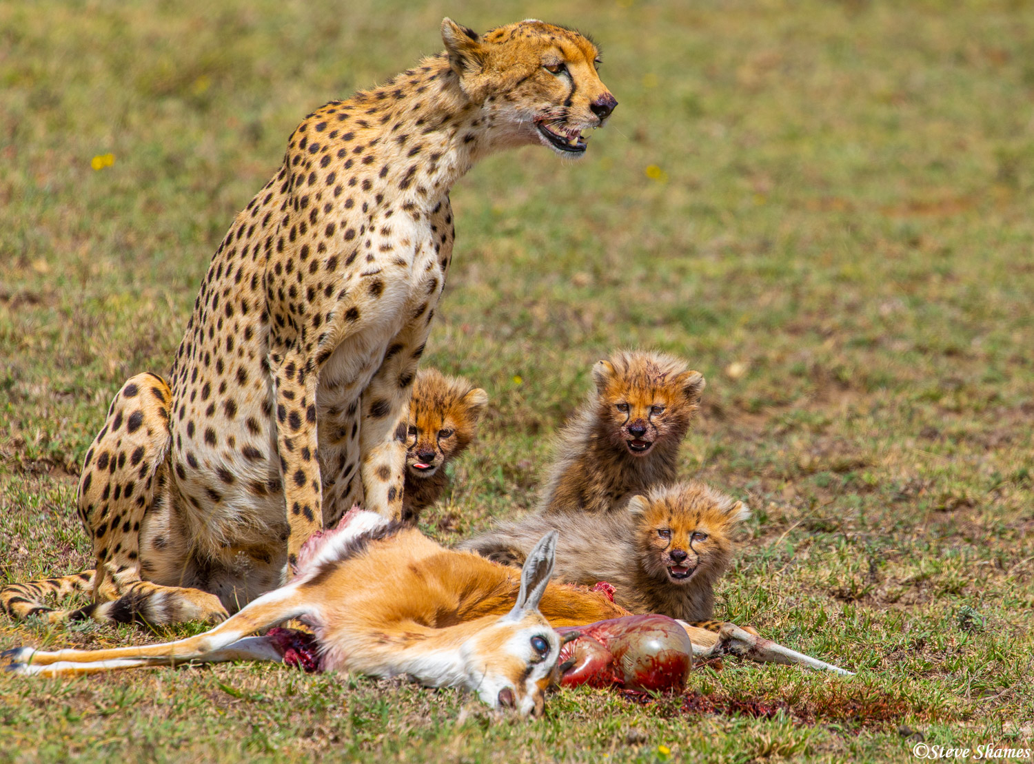 We came across a cheetah mother and a fresh kill with her three little cubs.