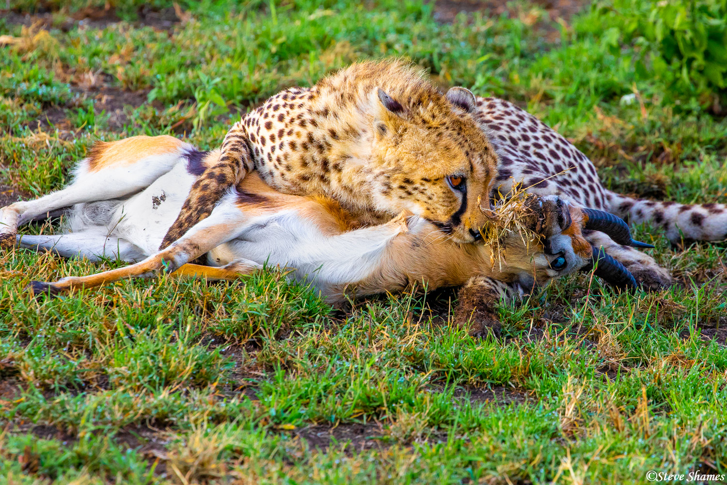 This young female cheetah just scored a Thomsons gazelle kill. It took two chases but she finally got one.