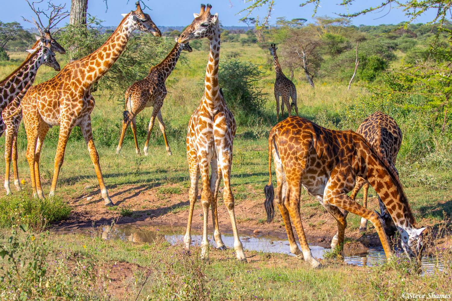 Here is a "tower" of giraffes. Yes, that is what a group of giraffes is called.