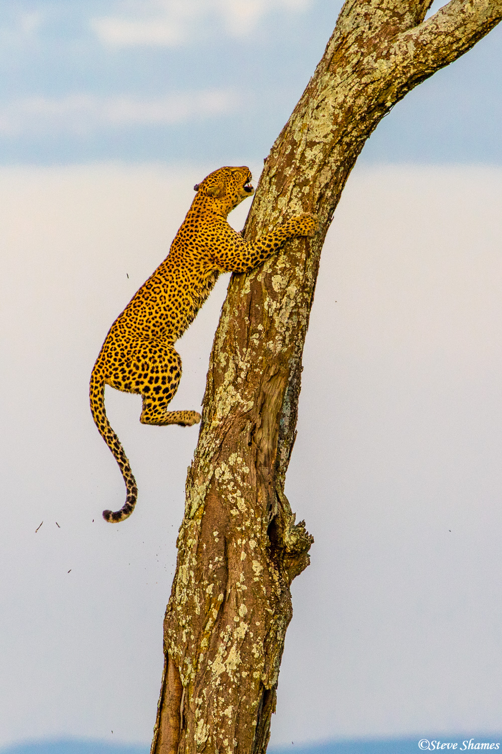 A big male leopard chased this smaller female leopard up the tree. She scurried up there pretty quick!