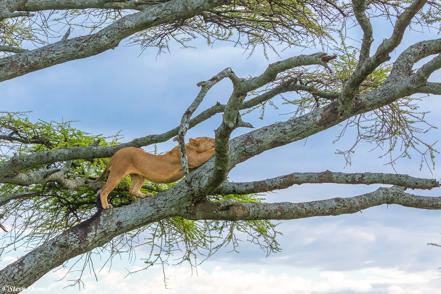 Here is a lioness stretching in a tree.