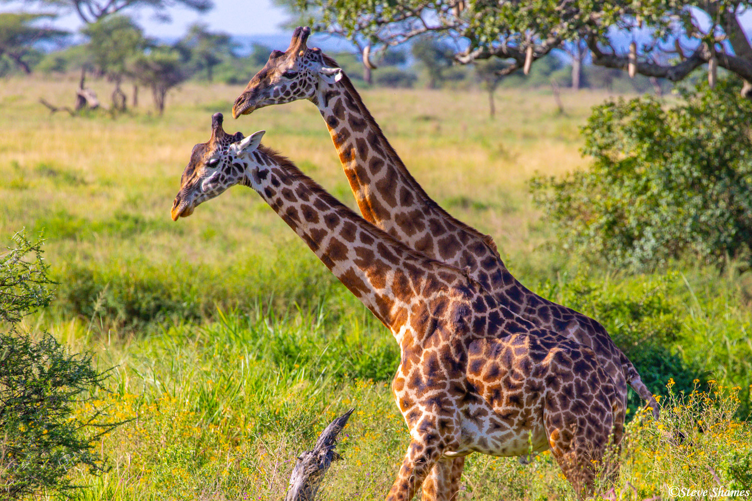 Two long necked giraffes posing like they are one animal.