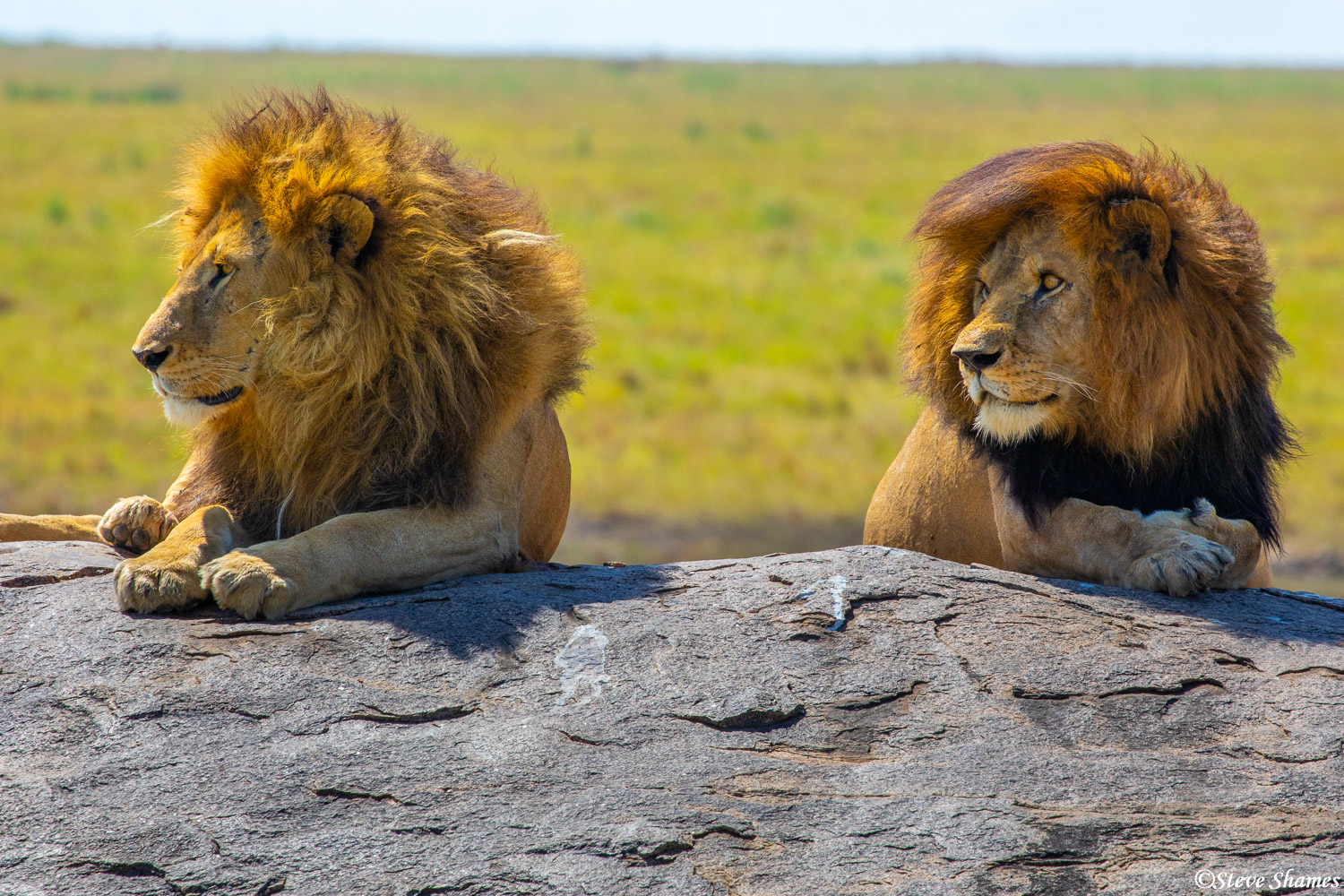 Two lion brothers hanging out on a big rock.