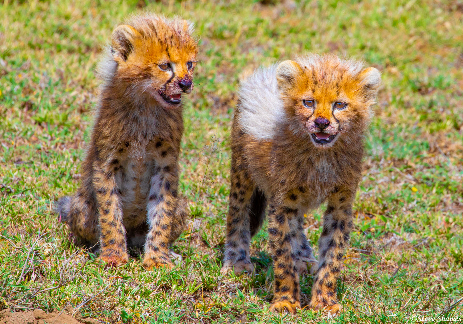Two little cheetah cubs. Even this small, they are lightning fast when there is any hint of danger.