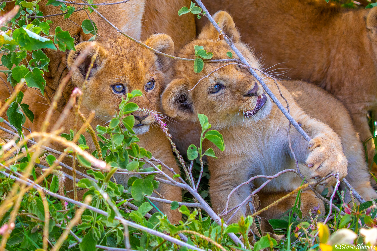 Two little lion cubs, goofing off.