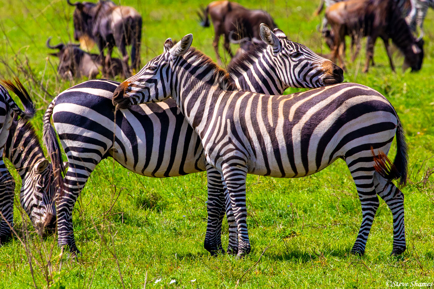 Zebras take on this pose quite a bit. It might be so each one is on the lookout for danger in each direction.