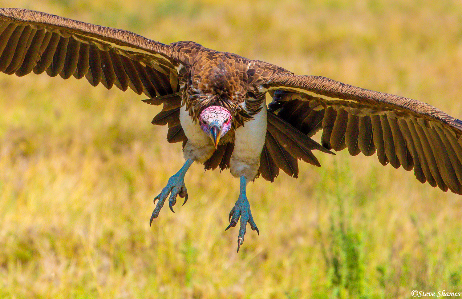 Vulture with landing gear ready, coming in to land.