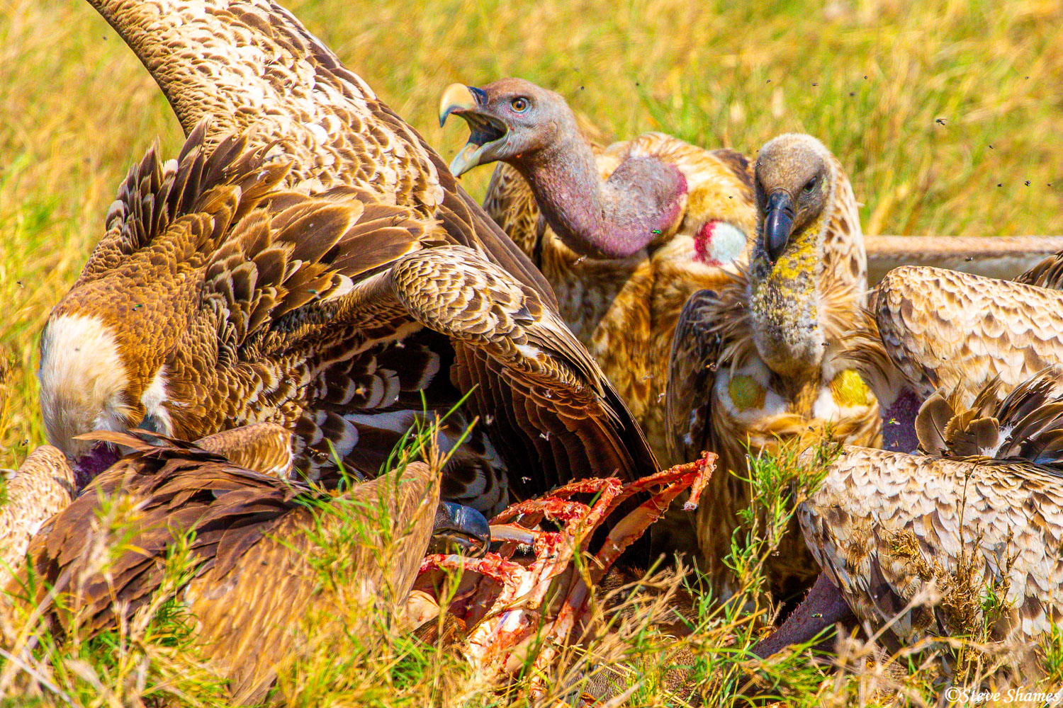 Vultures eating and squabbling, as they always do.