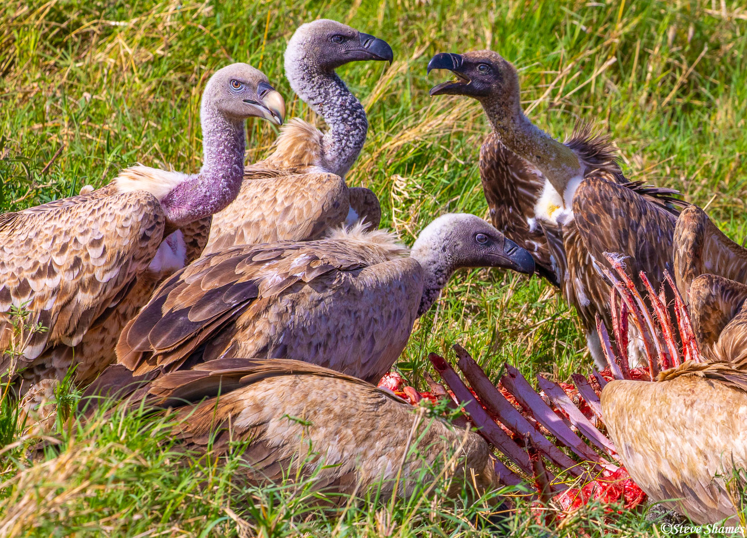 Vultures picking the last bits of meat off the ribs, and as always, squabbling with each other.