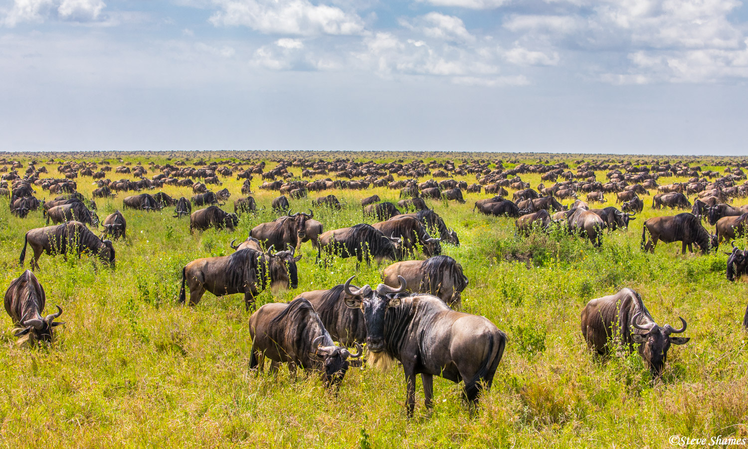 Wildebeest as far as you can see, from horizon to horizon.