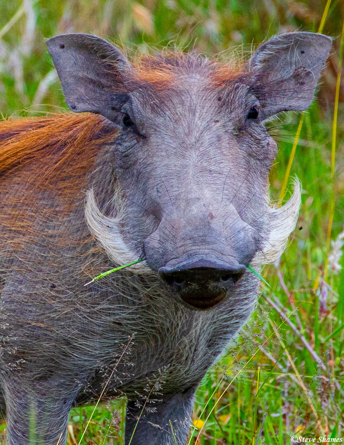 A busy warthog takes a moment away from grubbing around, to pose for us.