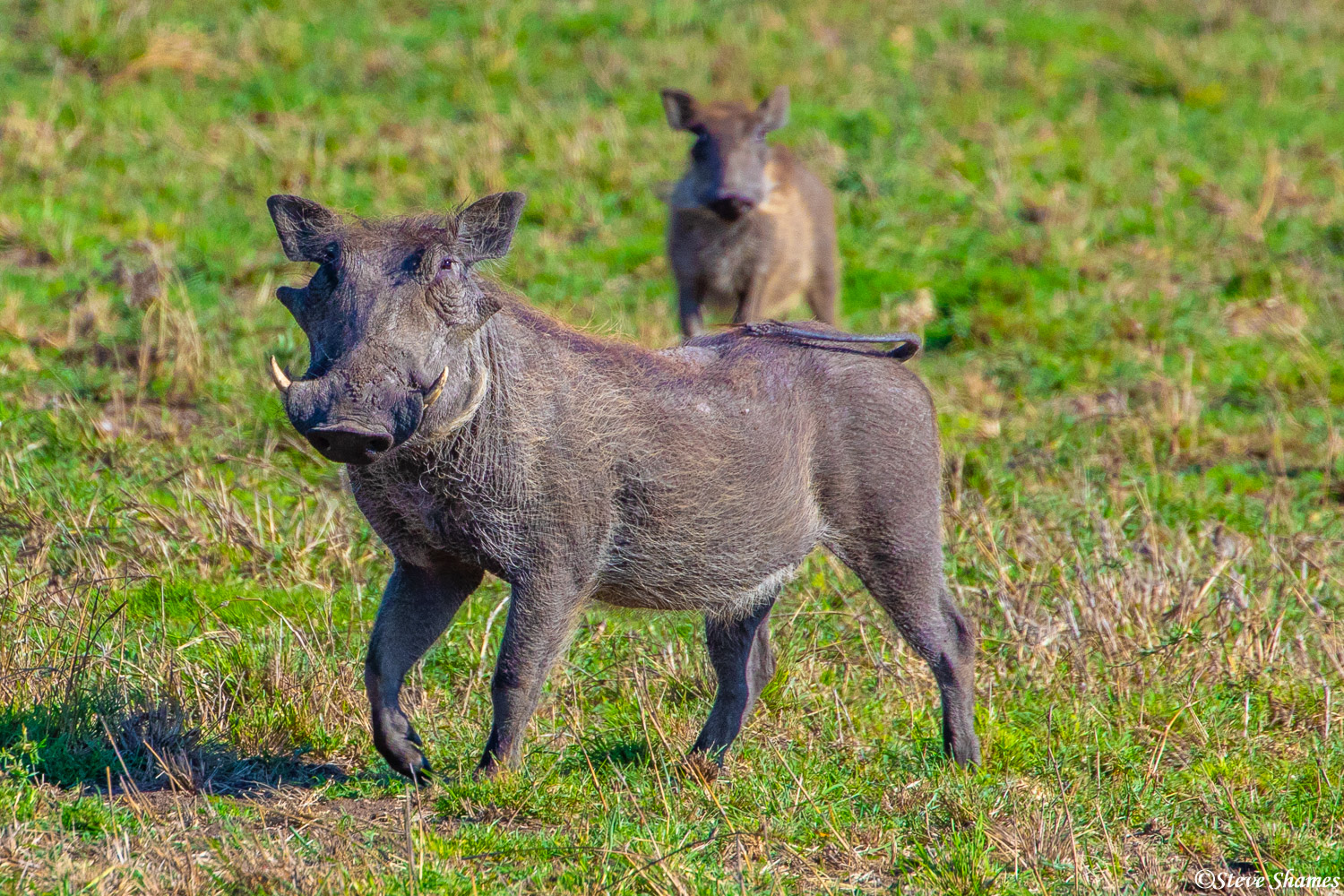 A Serengeti warthog posing for us.