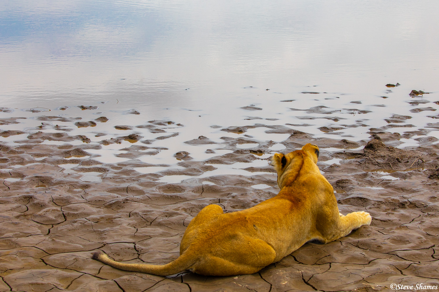 A lioness surveying her domain -- a waterhole