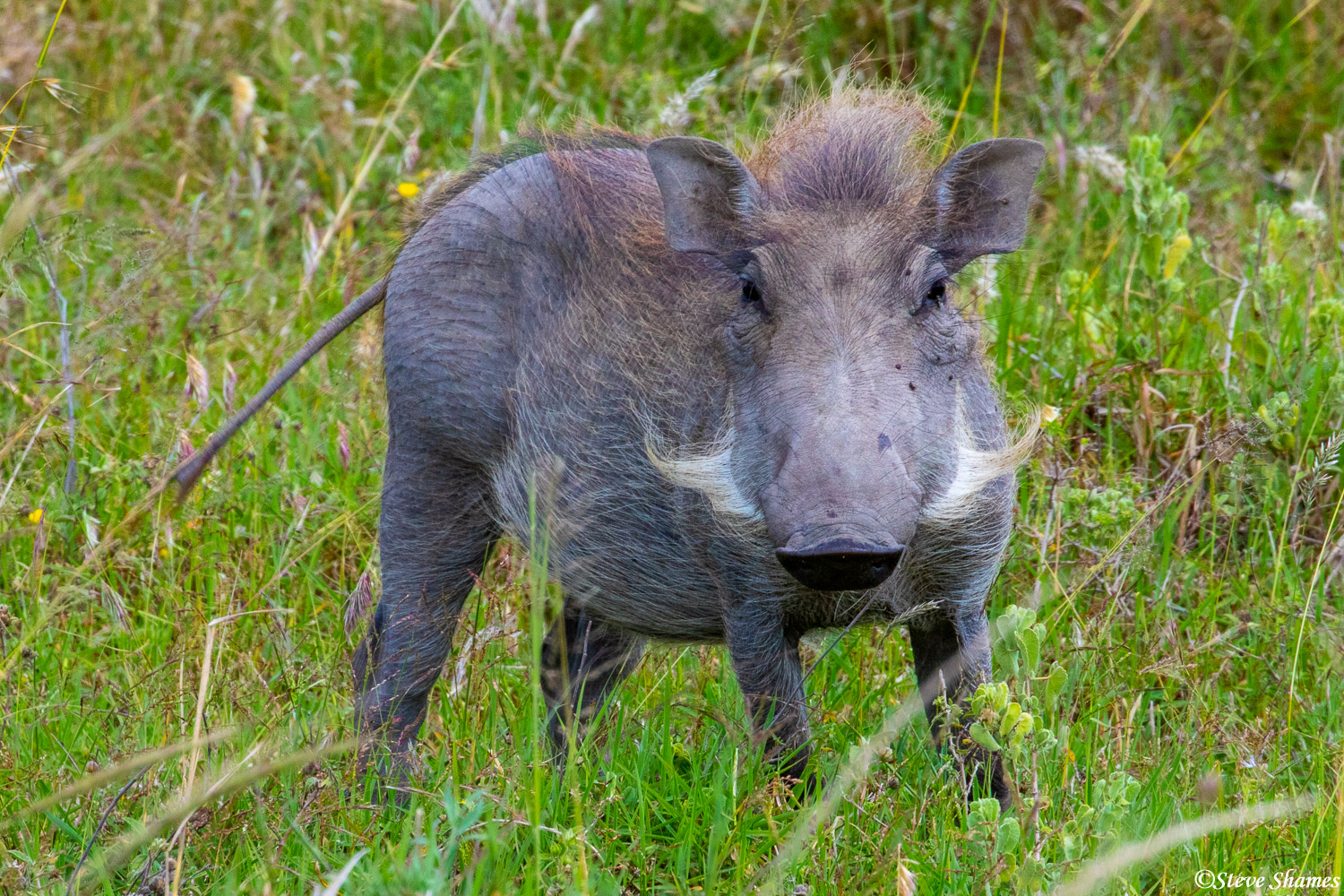 Here is a white whiskered warthog. Warthogs are very shy and hard to get close to.