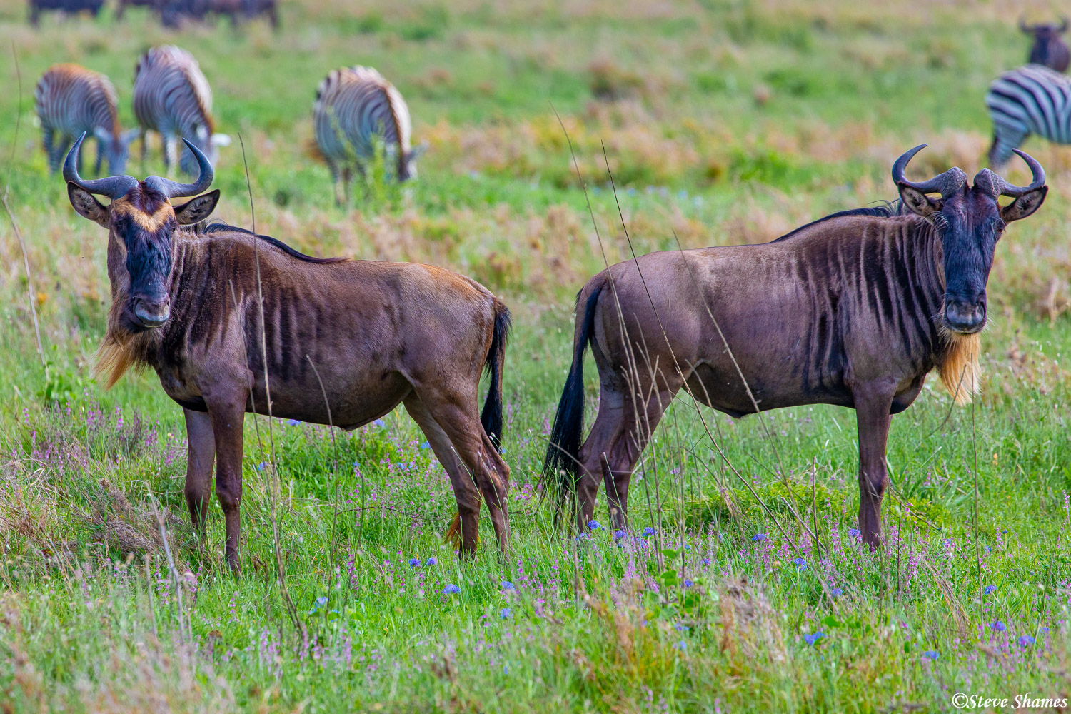 These two wildebeest reminded me of bookend, by the way they are posing.