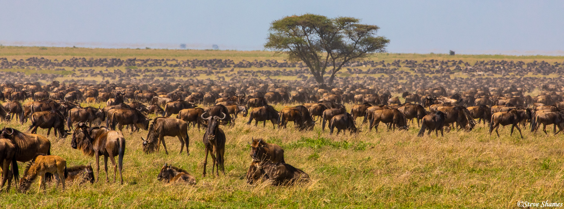 Wildebeest everywhere! Much of the central Serengeti is full of wildebeest in June.