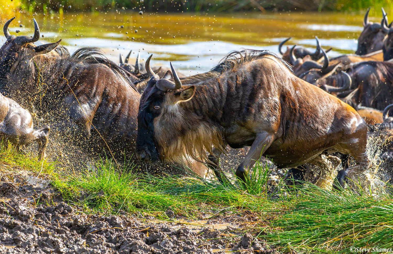 Wildebeest struggling to pull out of the water.