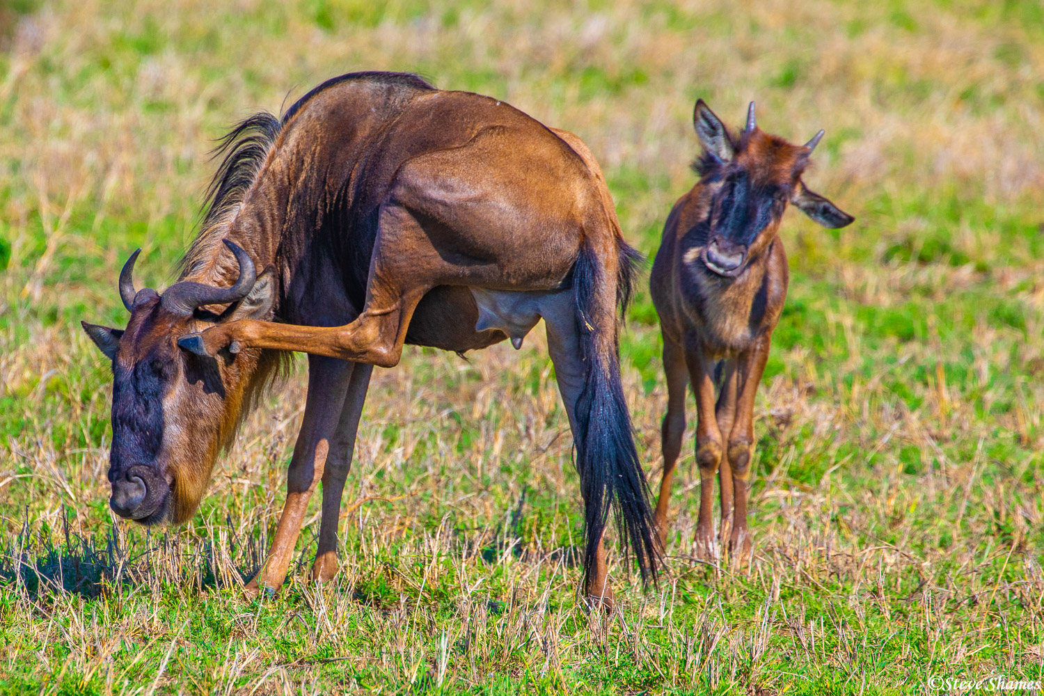 Wildebeest mother scratching her head while her calf curiously looks on.