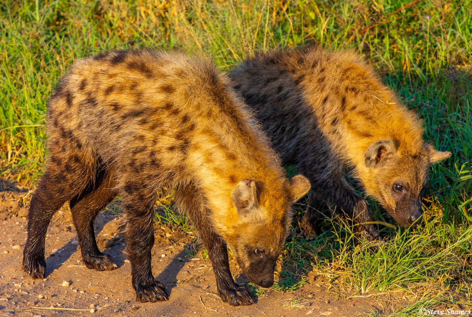 Two young hyenas grubbing around in the early morning.