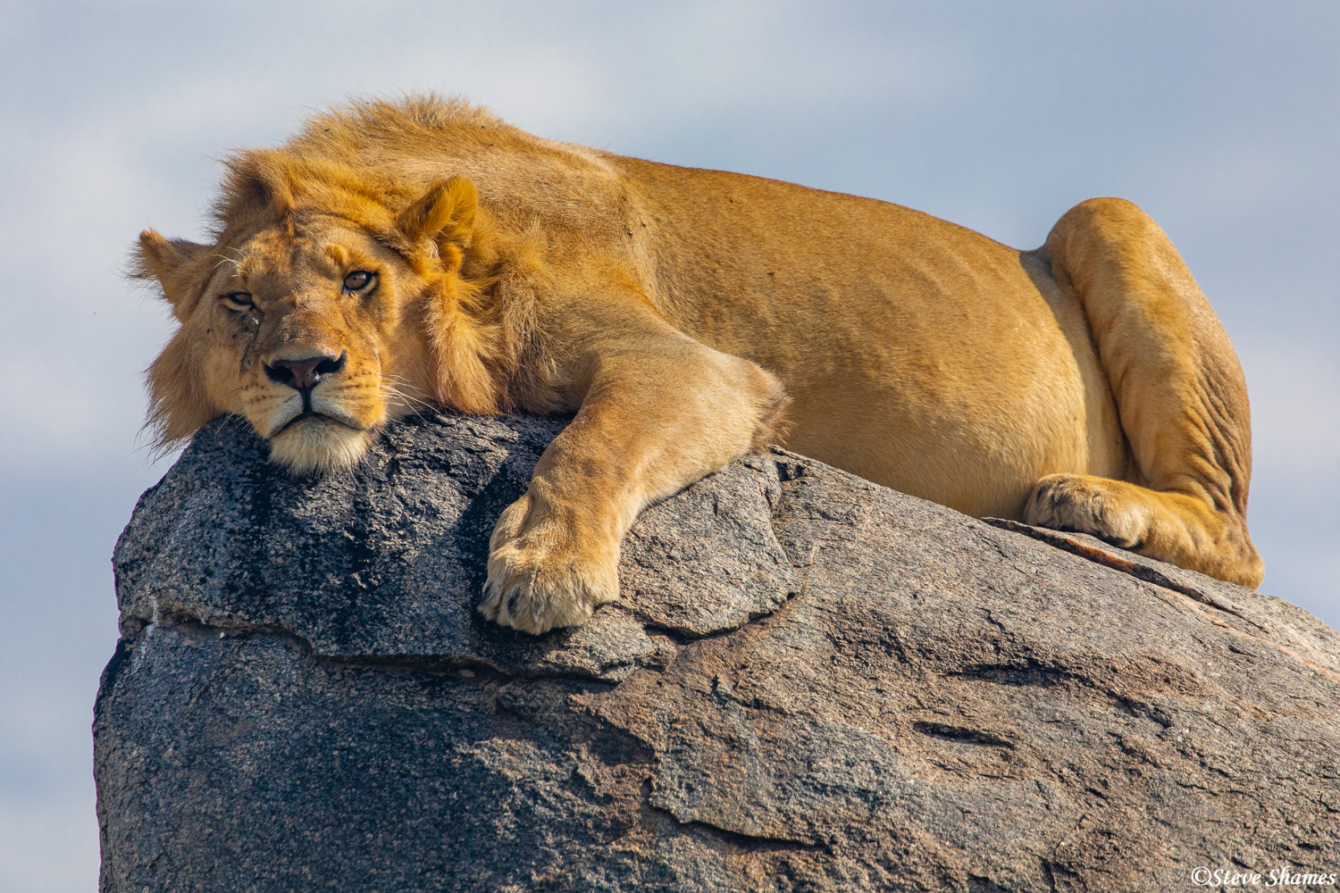 Young male lion lounging on a rock.