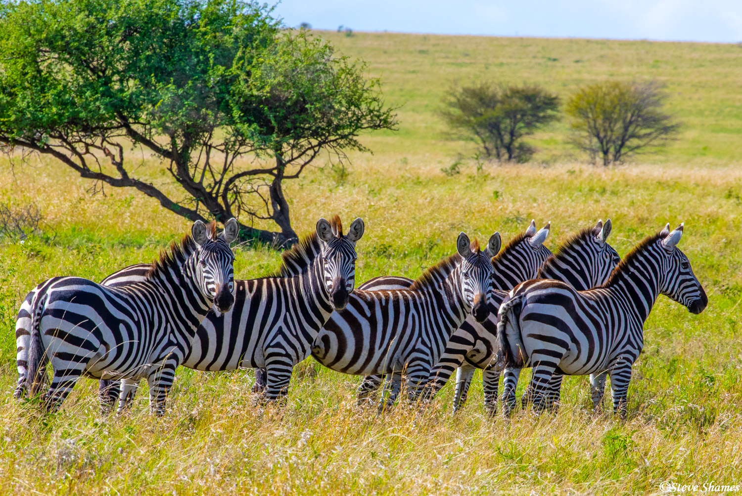 Zebras posing for us.