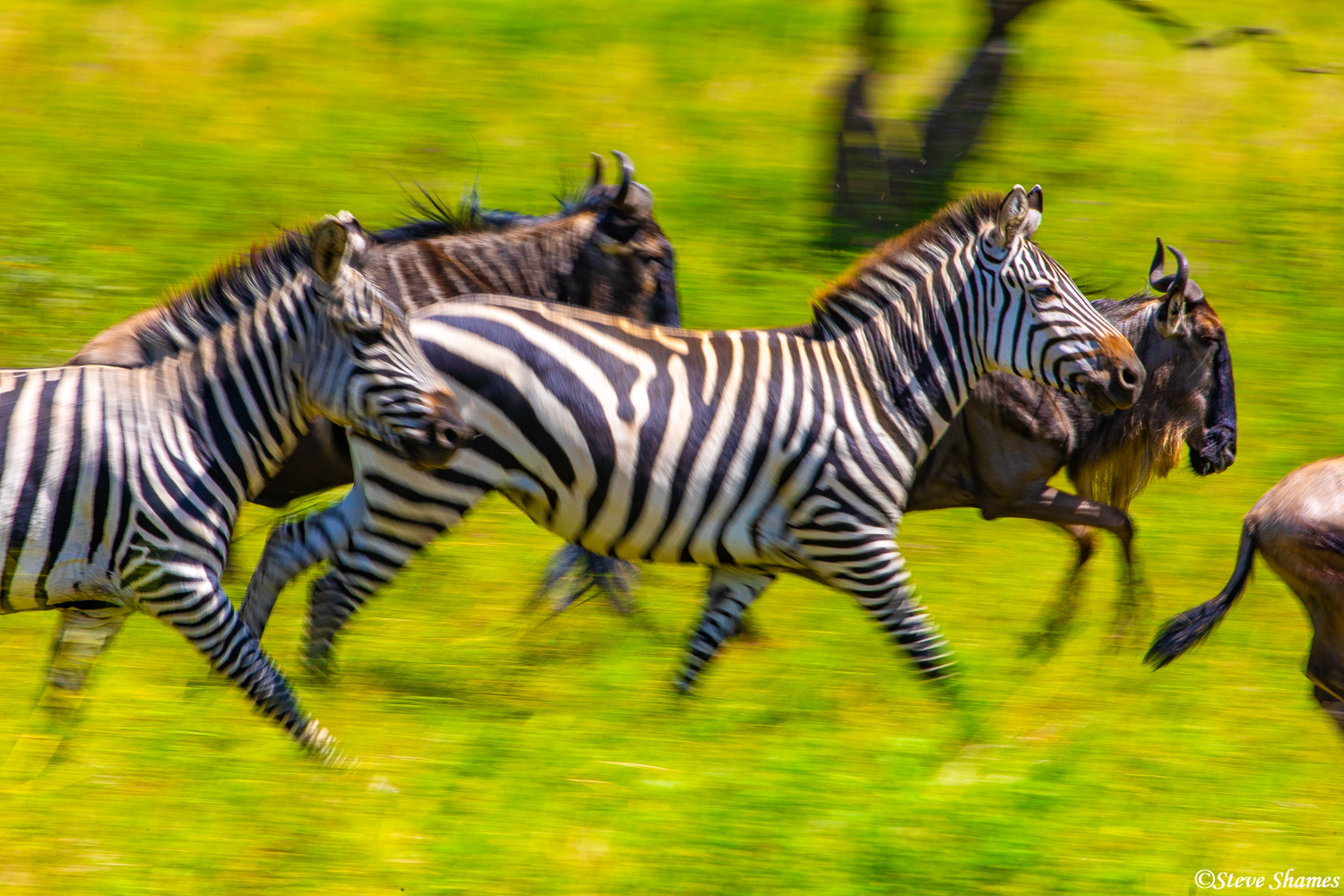 Action shot of running zebras!