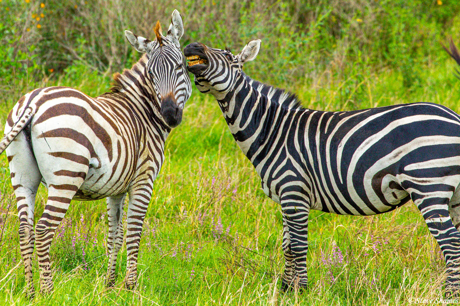 This one zebra looks like it is telling a secret to the other.